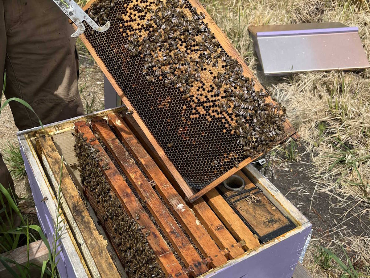 Beehives painted by our children at Honeybutter Farm