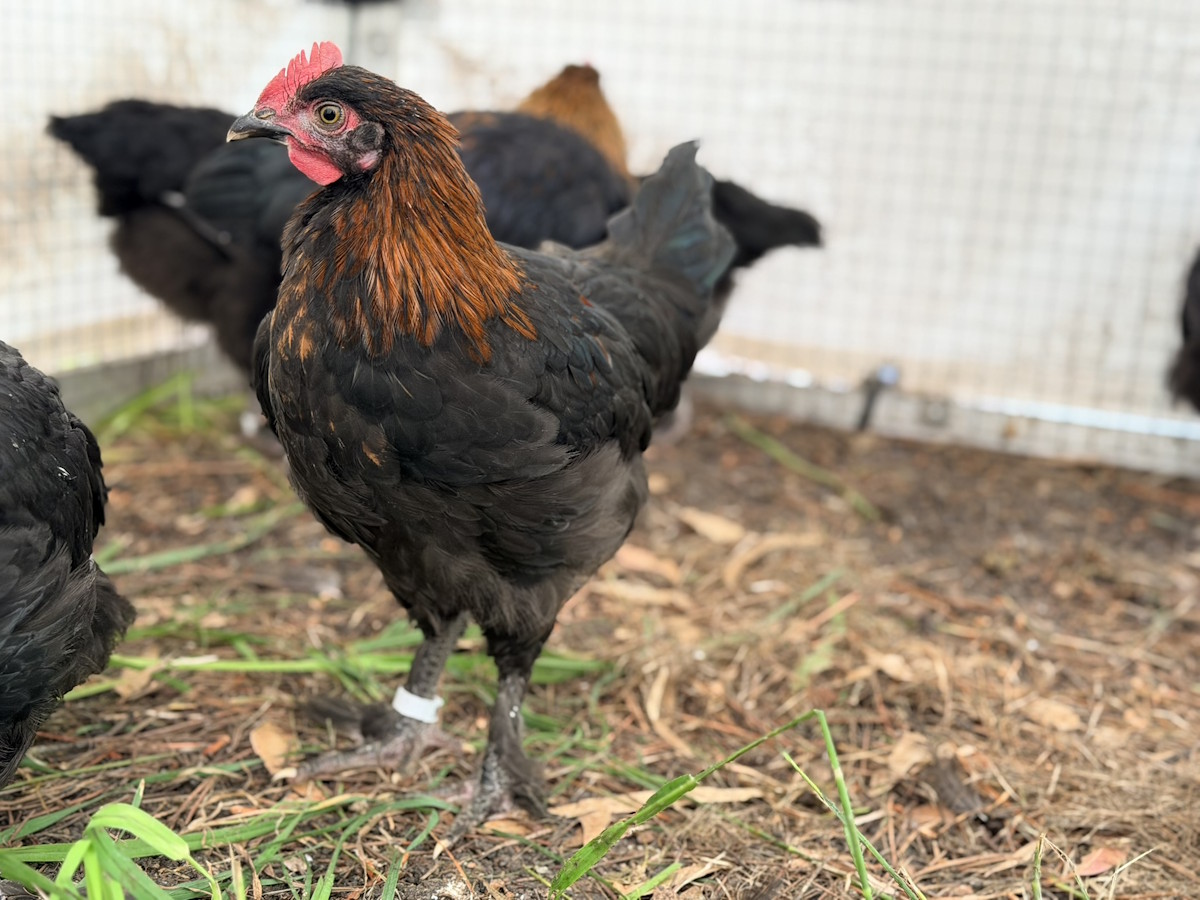 Honeybutter Farm's American Bresse chicks