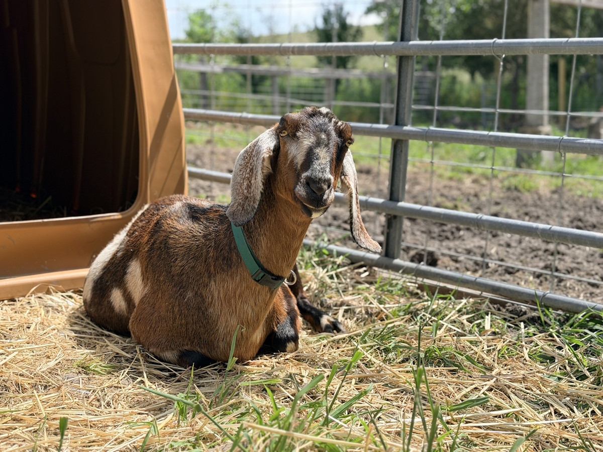 Cuddling with a young Black Copper Maran at Honeybutter Farm