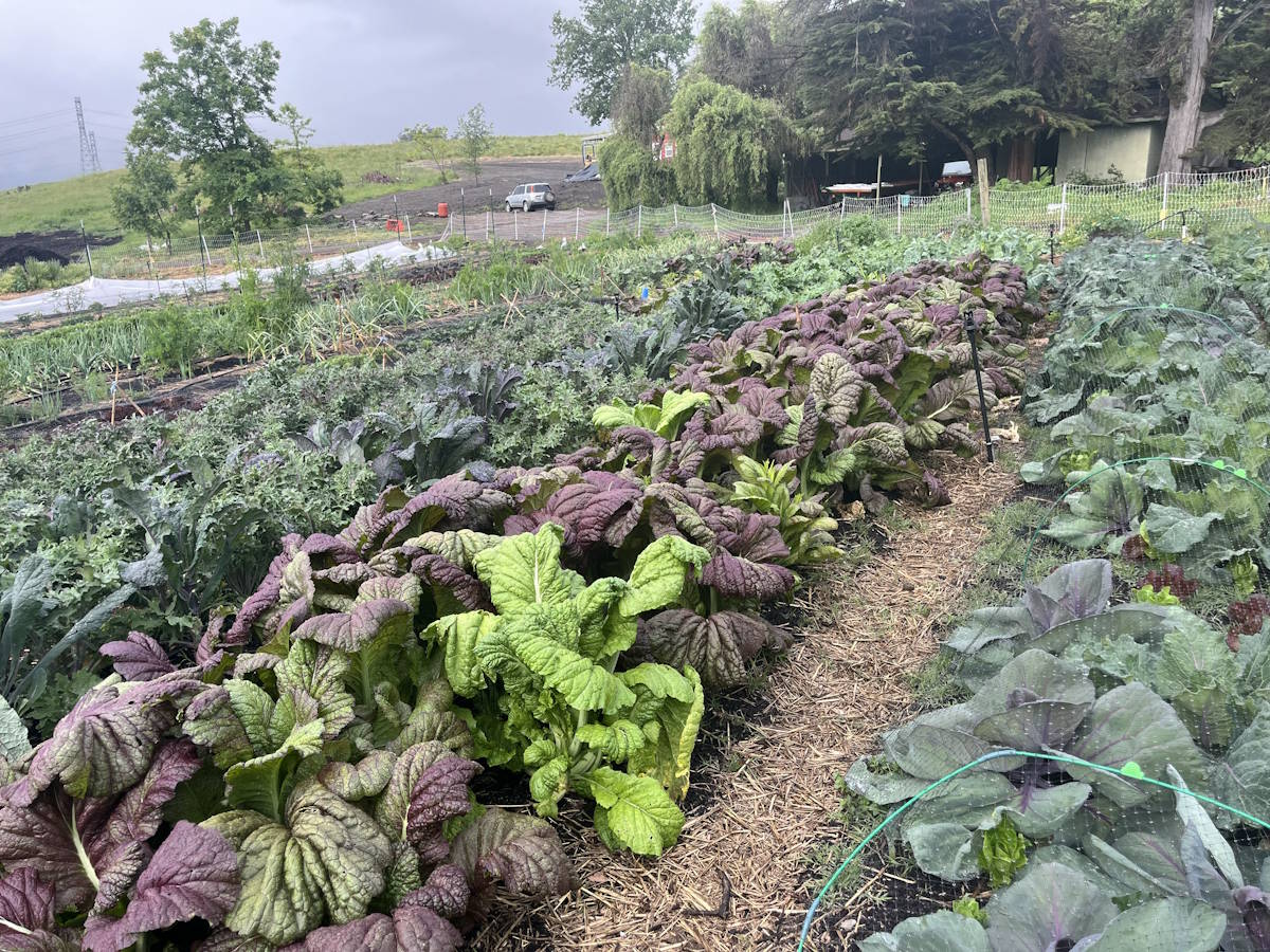 Lettuce and veggies at the Honeybutter Farm market garden