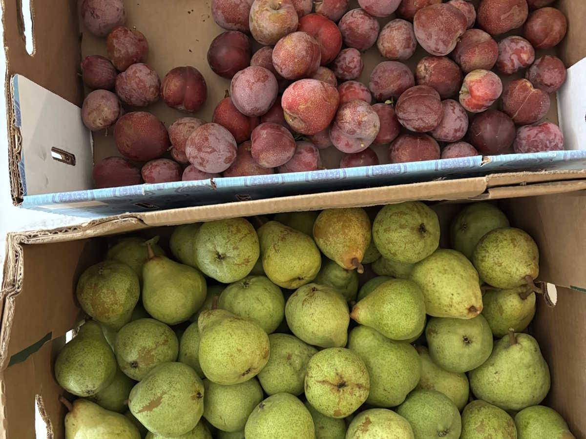 Pears and plums from the Honeybutter Farm orchards