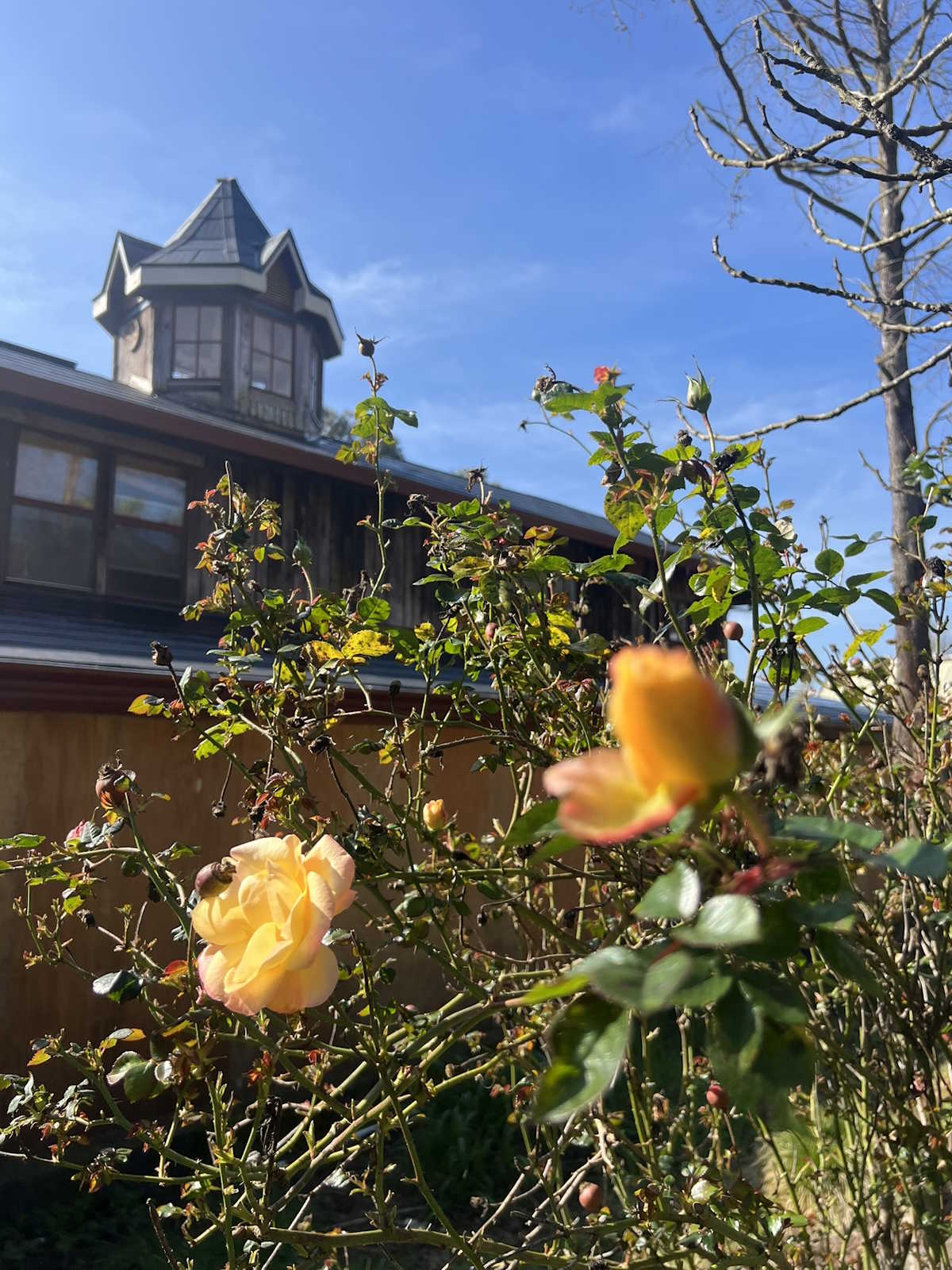 The farm at Honeybutter Farm, Petaluma California